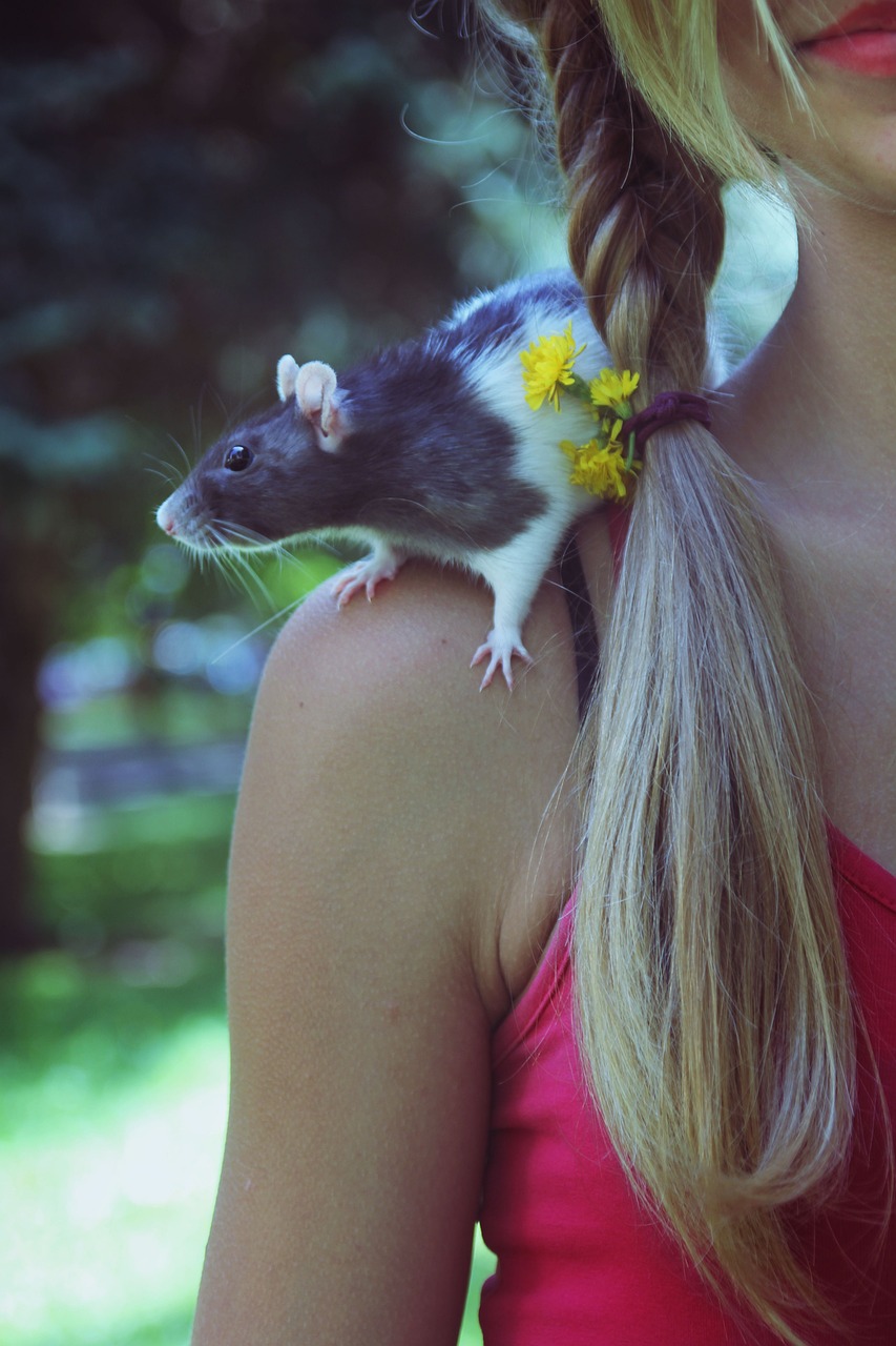 Potkan je můj mazlíček.