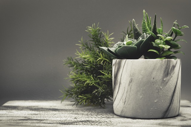 květináč květina